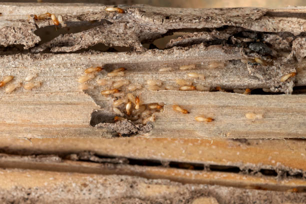 Best Affordable Pest Control Services  in Mullens, WV